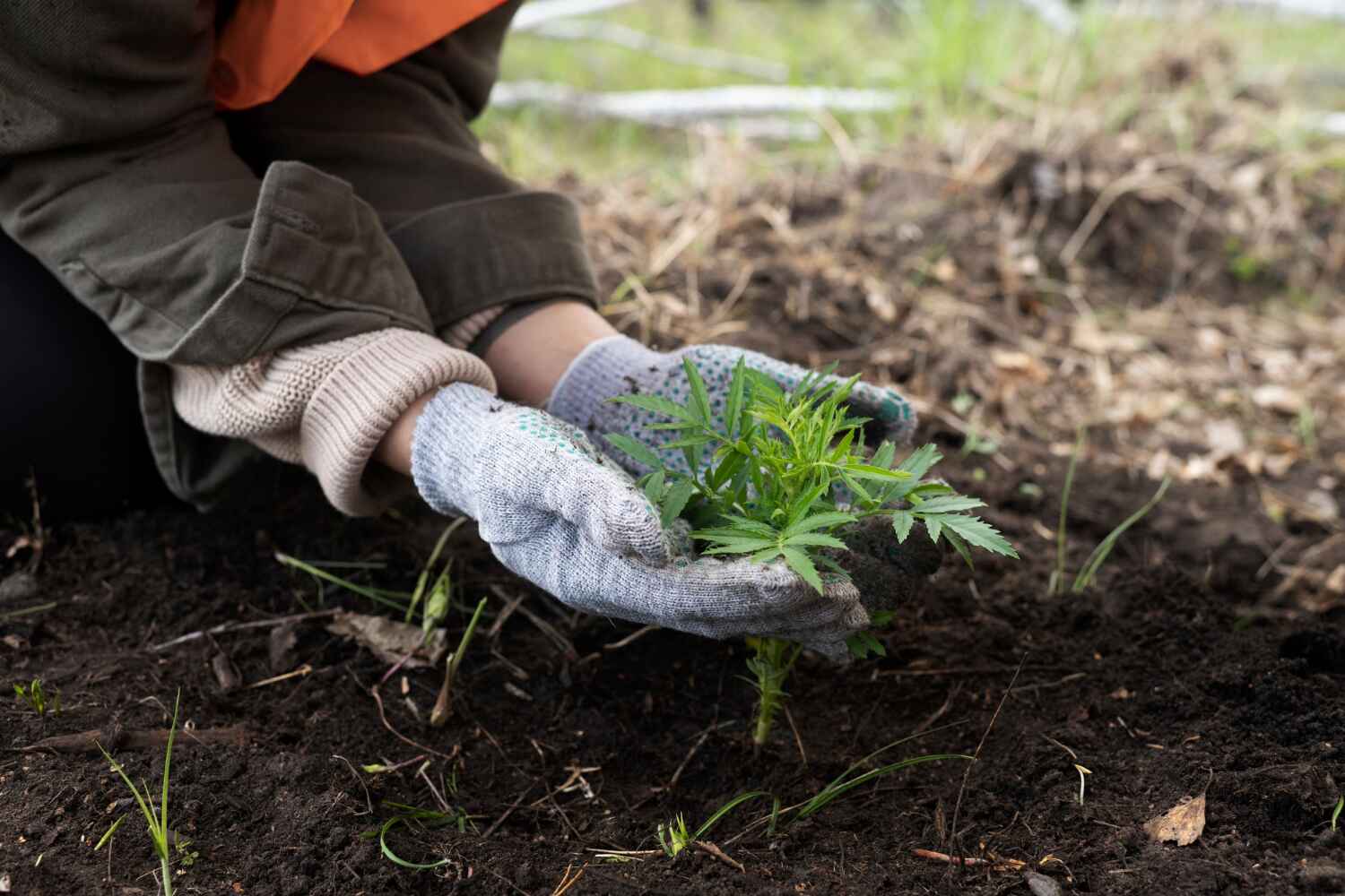 Reliable Marathon, FL Tree Service Solutions